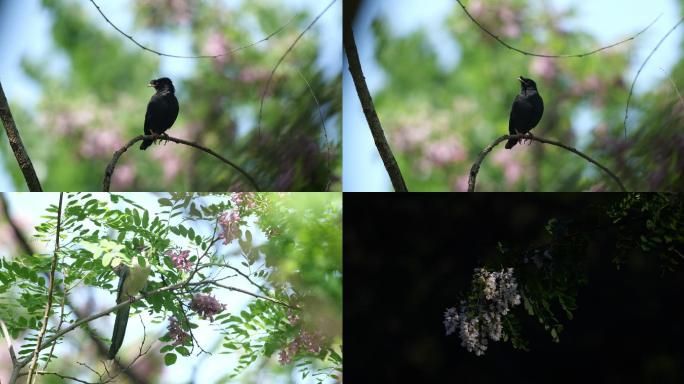 立夏素材