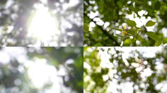 阳光夏季，树叶阳光小清新唯美逆光光斑树叶