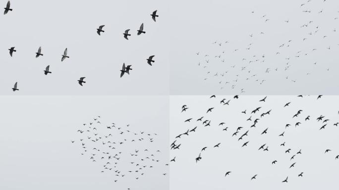 大群鸽子在天空自由翱翔