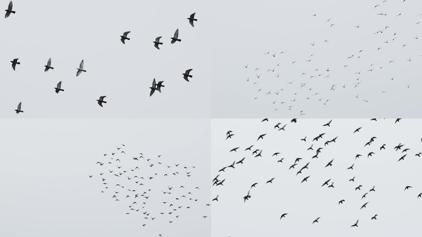 大群鸽子在天空自由翱翔