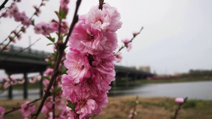 盛开的花朵