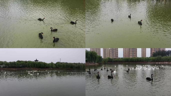 航拍邯郸广平县天鹅湖公园