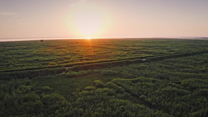 湖南洞庭湖风光芦苇荡自然风光夕阳