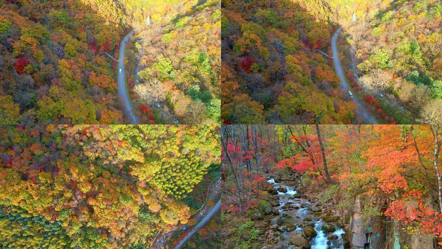 《4K超清》秋天枫叶色彩本溪航拍