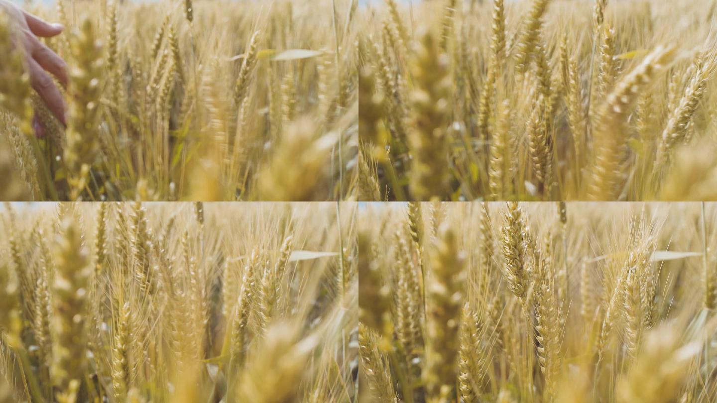 小麦成熟了手抚摸麦穗摇摆麦田农民丰收