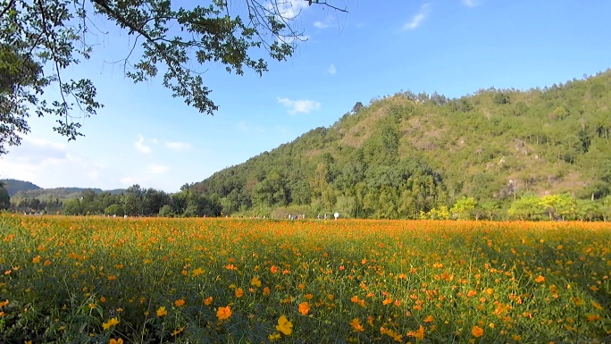 远山和格桑花海