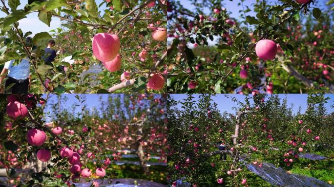 吉县苹果镜头  苹果特写 红苹果 苹果树