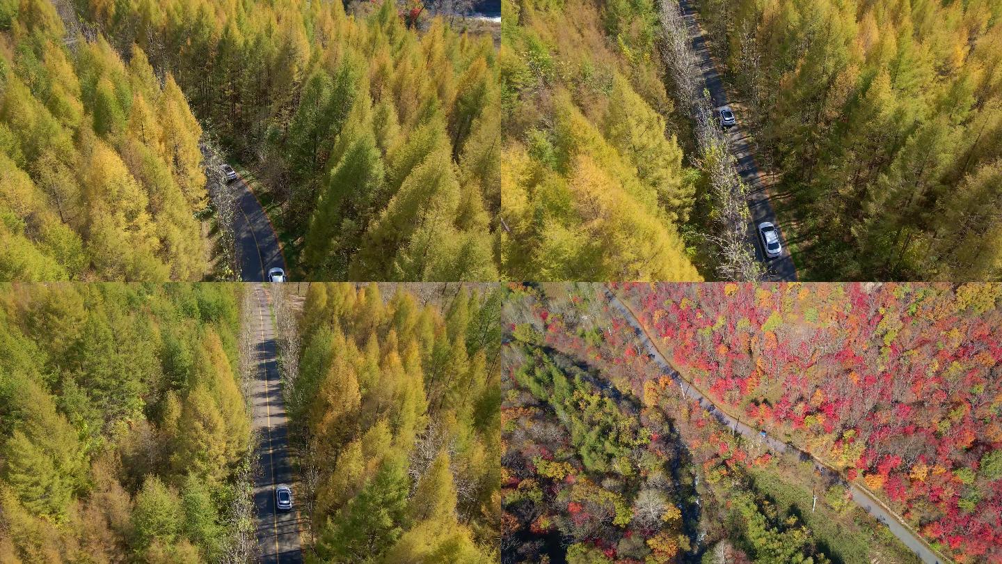 《4K超清》秋天枫叶色彩秋景航拍