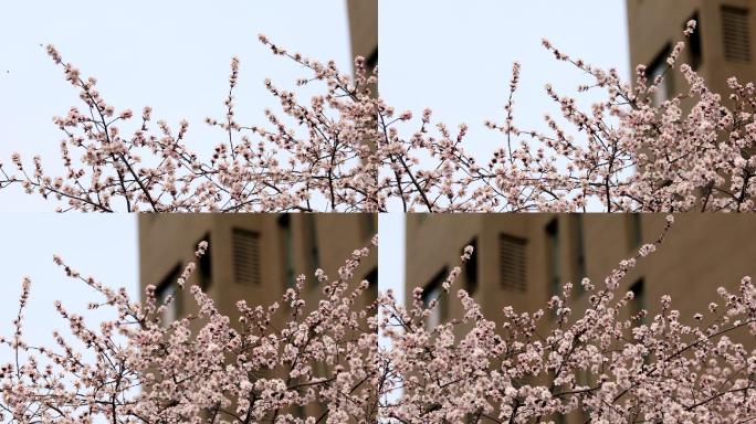 桃花 桃花林 桃花树 桃花源 花朵