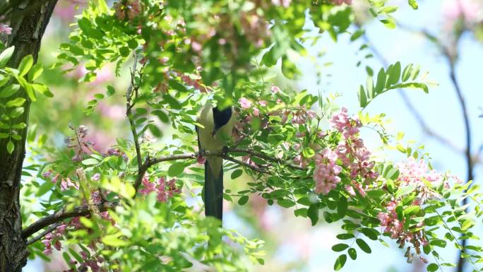 鸟吃食槐树花