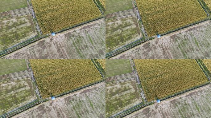 航拍大型水稻,麦田,蔬菜地,玉米种植基地