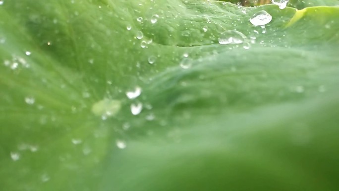 雨打莲花叶荷叶风雨洒荷叶池塘荷花雨打荷叶