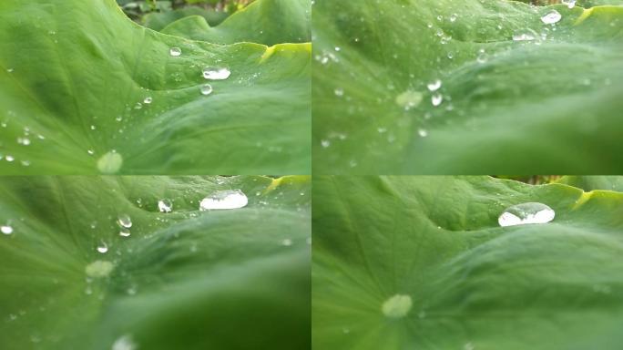 雨打莲花叶荷叶风雨洒荷叶池塘荷花雨打荷叶