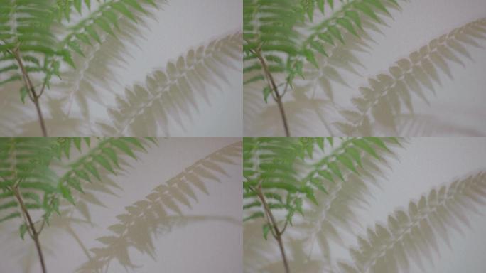 布墙上的叶子影子变换流动绿叶
