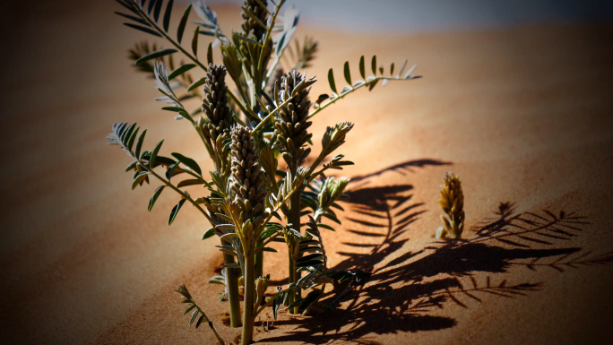 沙漠中顽强的植物