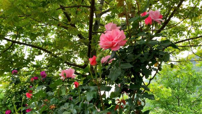 B174 玫瑰 月季 花类 粉红色花朵