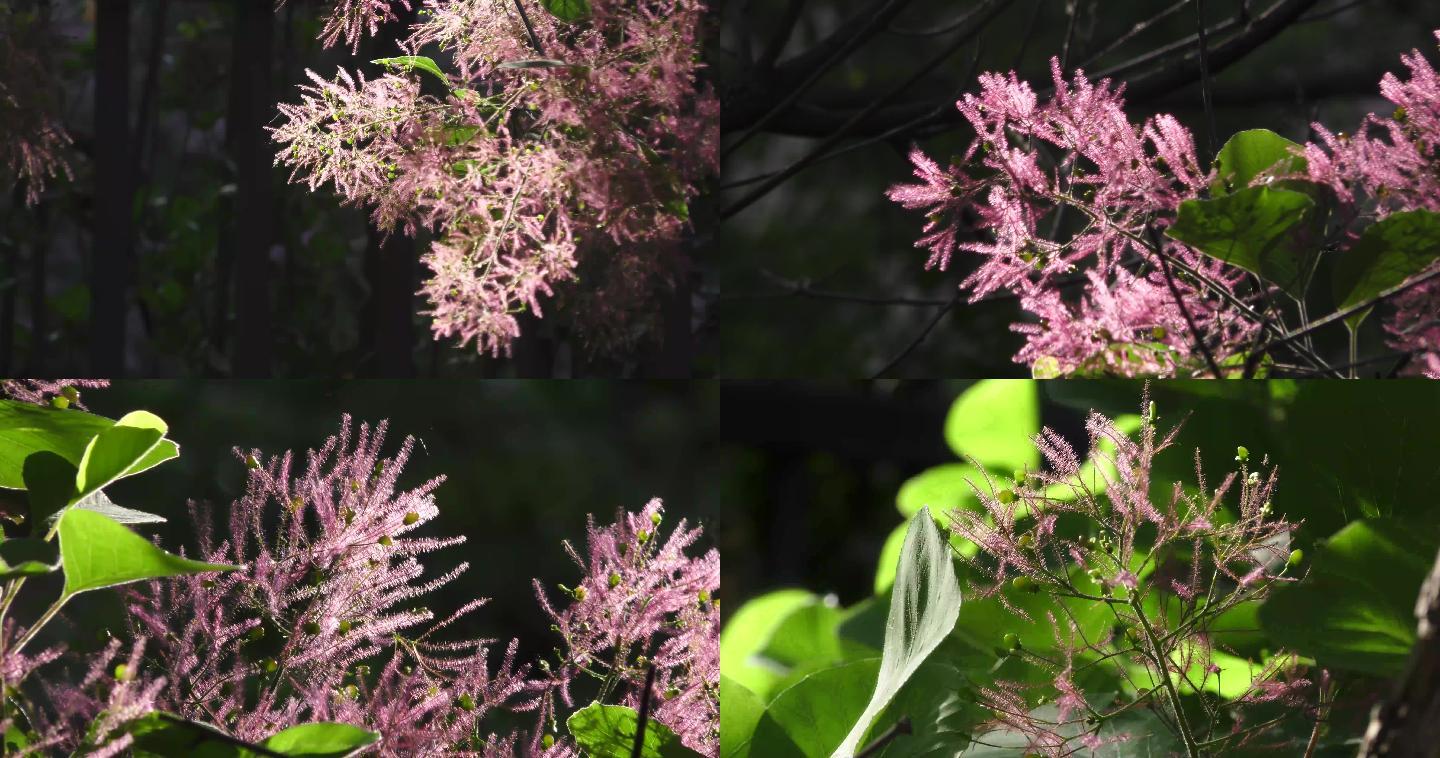 阳光下红色的小花黄栌开花黄栌花开庭院绿化