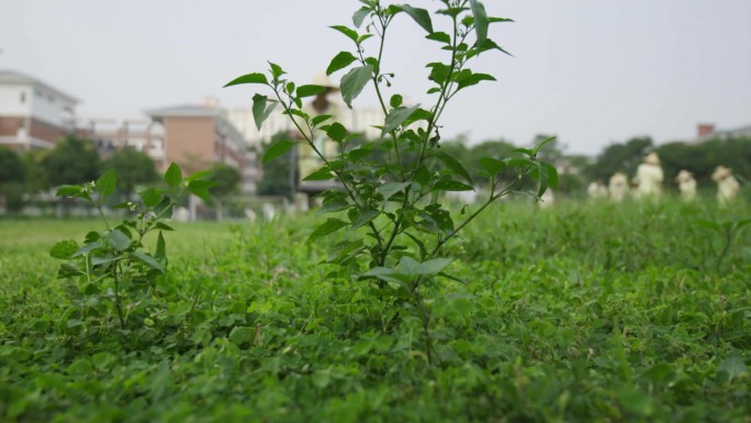 足球场除草