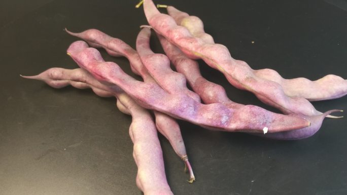 紫色四季豆豌豆（15）