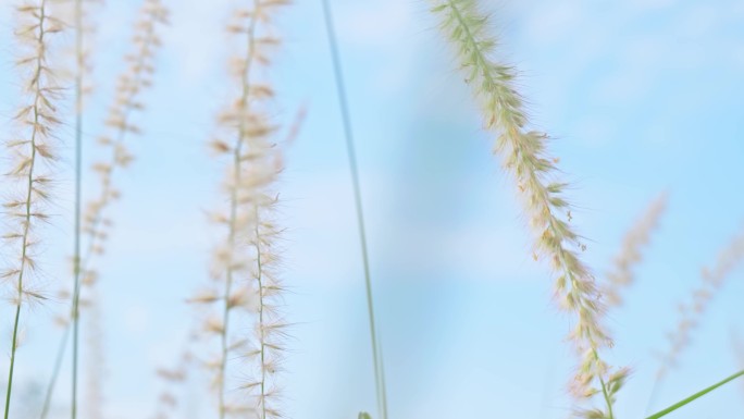 夏天-狗尾巴草