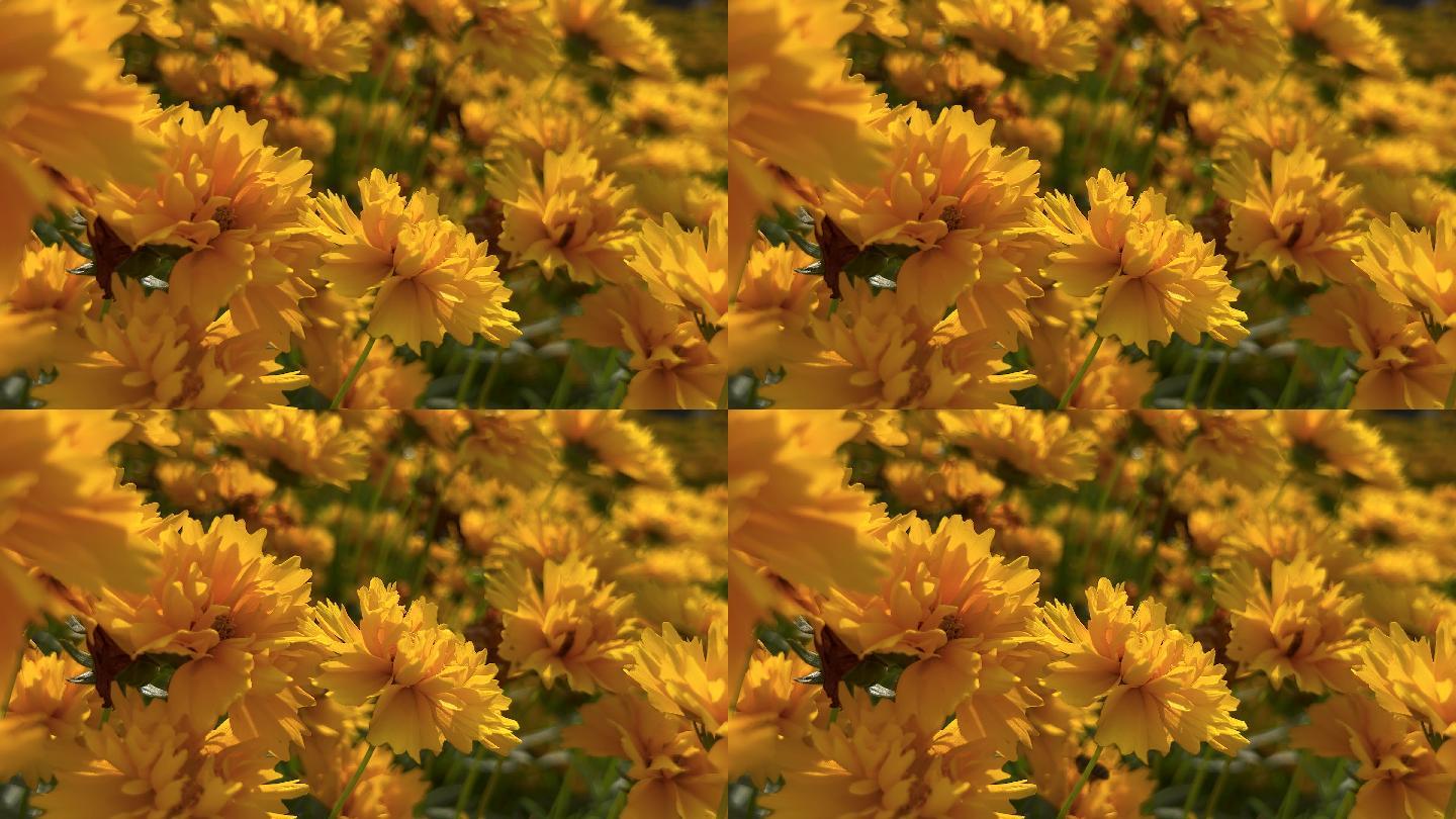 金黄色花朵金菊蜜蜂采蜜唯美黄花黄色菊花