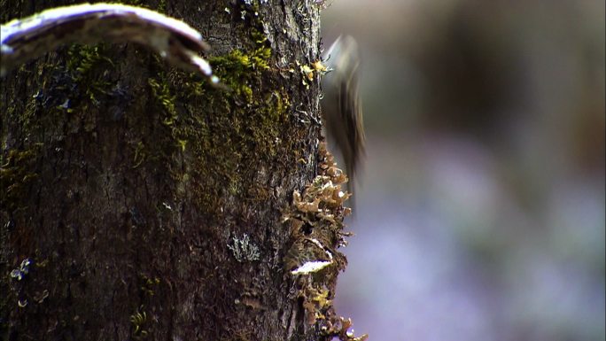 云南香格里拉树上的小鸟