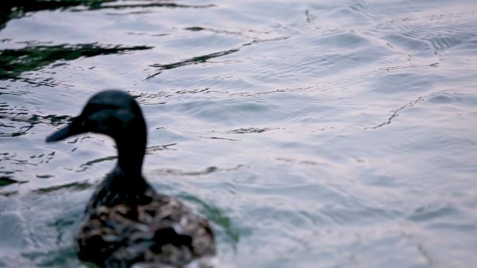 野生动物 鸭子 生态环境 河中戏水