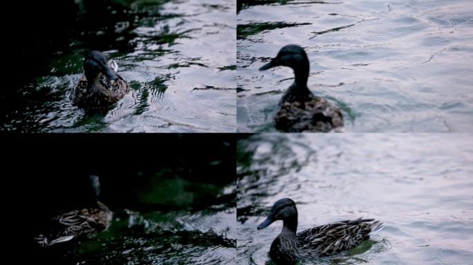 野生动物 鸭子 生态环境 河中戏水