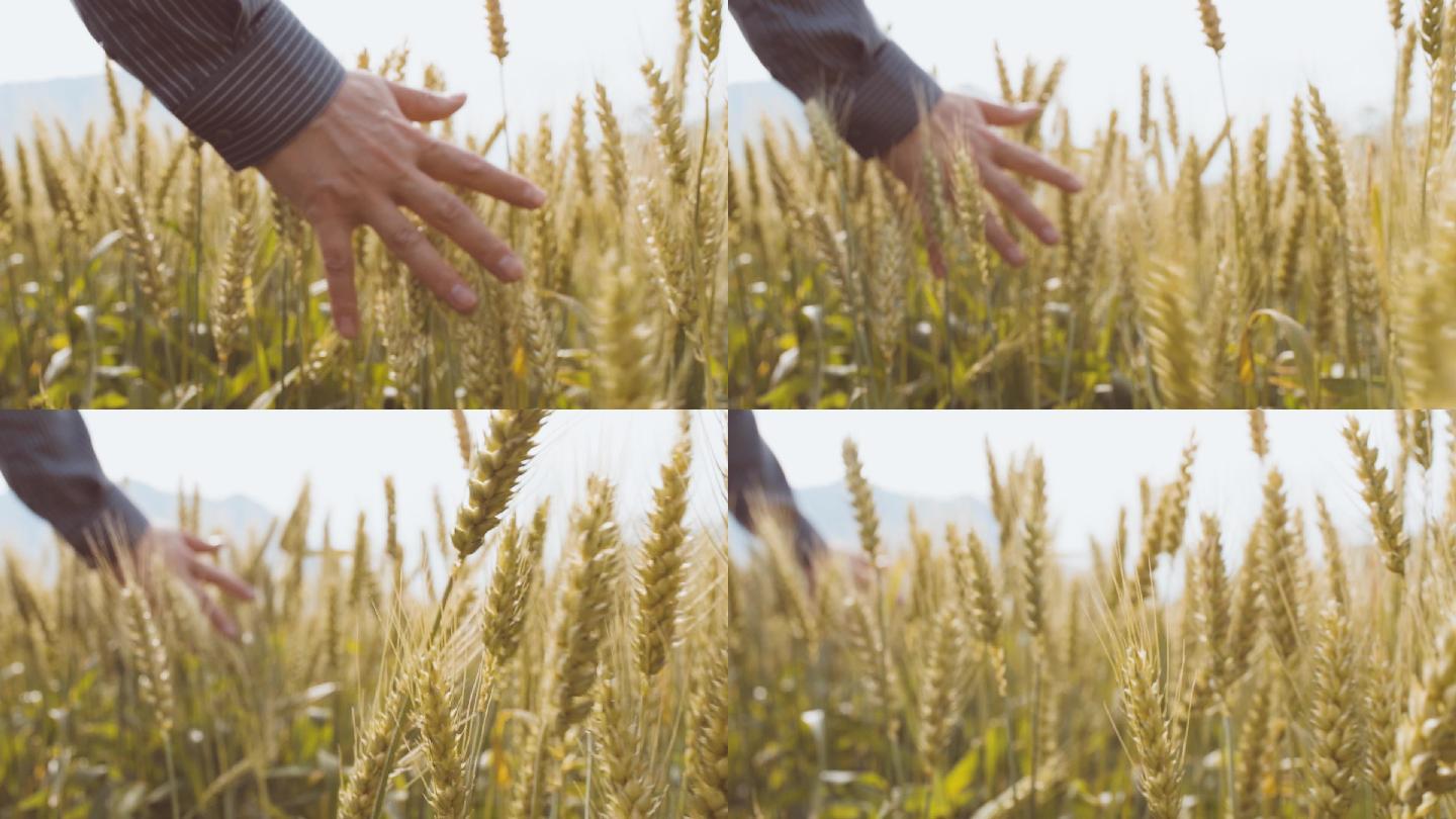 手指划过麦穗小麦成熟麦田随风摇摆农民丰收