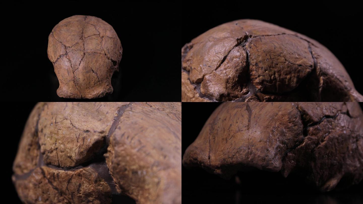 原始人头骨 头骨 骨头特写镜头A014