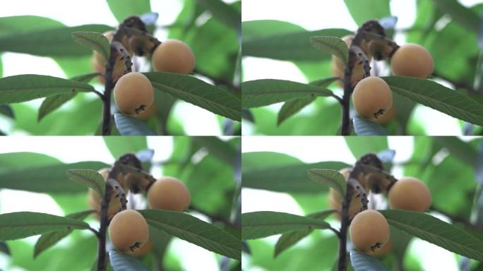 枇杷 枇杷树  枇杷基地  水果丰收