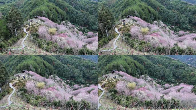 5月5日 (1)(2)卖花鱼村