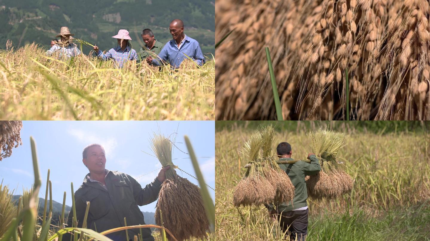 稻谷稻穗农业粮食丰收乡村振兴