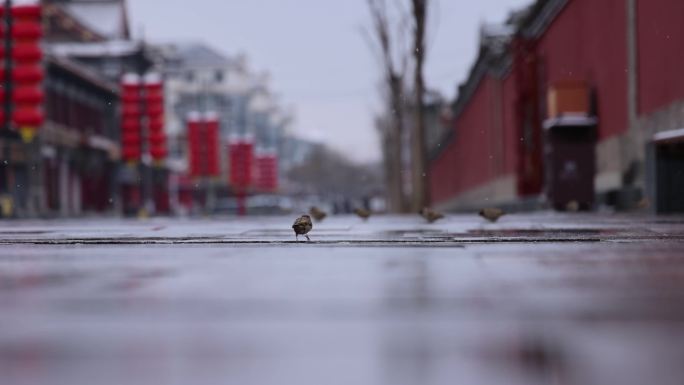 雨后麻雀鸽子寻找食物