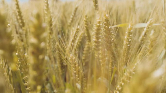 手划过麦穗触摸麦浪小麦成熟了农业农民丰收