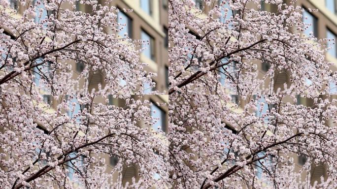 桃花 桃花林 桃花树 桃花源 花朵