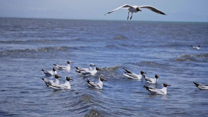 唯美 海鸥 升格 慢镜头 海鸟 青海湖