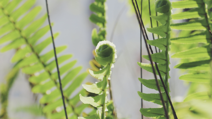 4K 阳光下的蕨类植物素材原声