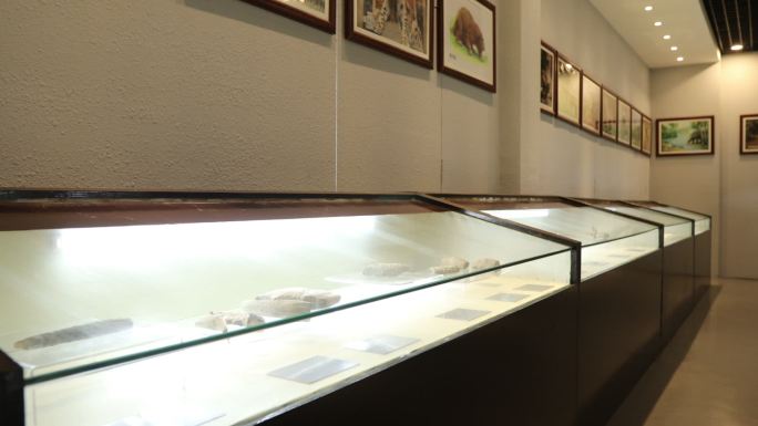 和县博物馆中国历史文物展柜展览A014