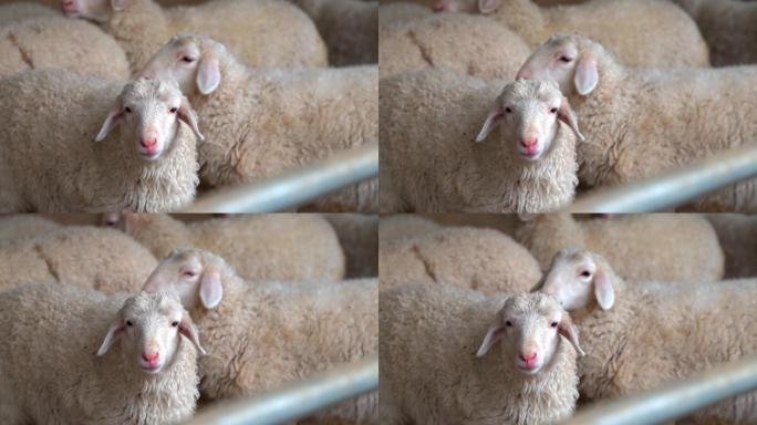 羊圈绵羊看向镜头吃草