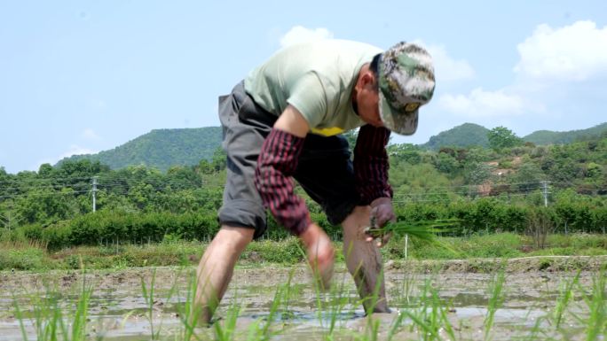 低角度实拍农民在稻田插秧