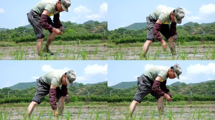低角度实拍农民在稻田插秧