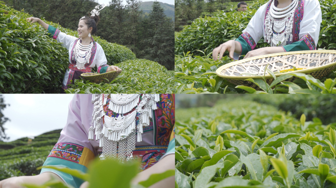 三江侗族身着少数民族采摘茶叶素材2