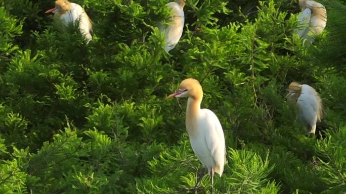江苏东海：鹭鸟林中栖  和谐生态美