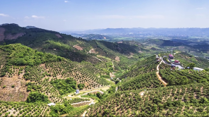 百色田东芒果种植基地延时