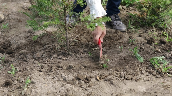 植树种树实拍素材