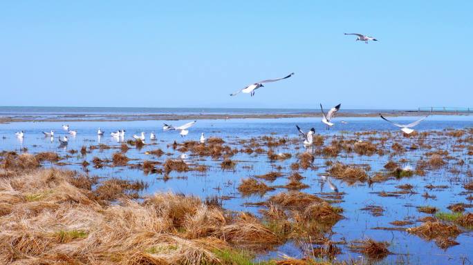 青海湖湿地海鸥