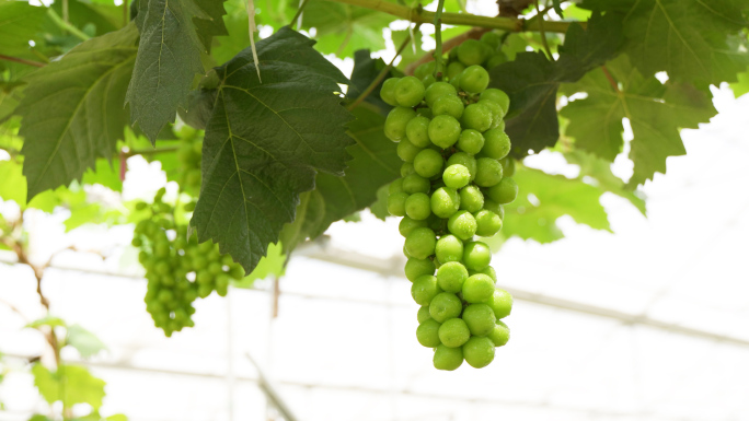 葡萄葡萄园水果丰收