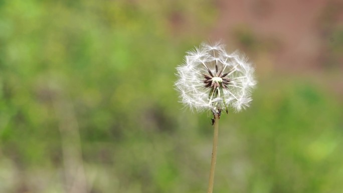 户外 风吹蒲公英