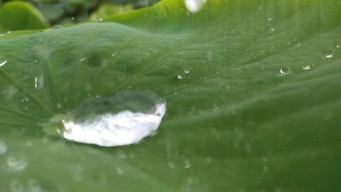 池塘荷叶水珠晶莹透明水珠水滴下雨风吹藕叶